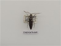 藏品(叩頭蟲(1))的圖片